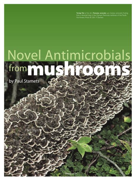 The Influence of Mafic Mushroom Spores on Plant Growth and Development